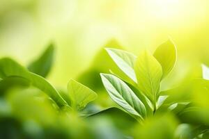 la nature de vert feuille dans une jardin dans été en dessous de lumière du soleil. printemps Contexte. ai généré photo