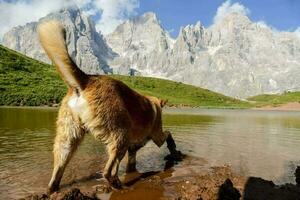 une chien est permanent dans le l'eau près une Montagne photo