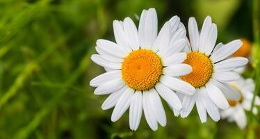 marguerites blanc fleurs sur une blanc Contexte minimaliste photo