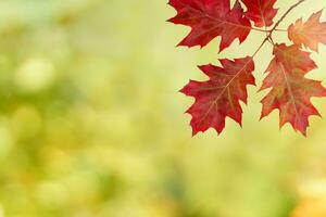 rouge l'automne feuilles sur flou l'automne Contexte photo