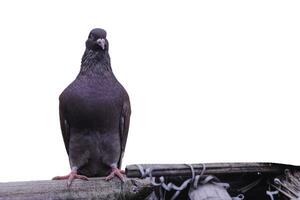 une Pigeon oiseau permanent seul sur blanc Contexte. une Pigeon permanent seul sur noir en bois pour liberté journée concept. photo