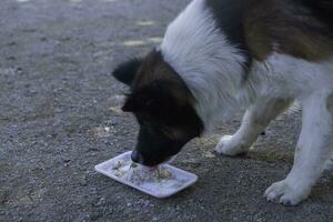 une chien en mangeant nourriture seul de une bol dans le parc. sélectif se concentrer. noir petit chien manger sale nourriture assiette sur le sol dans le parc photo