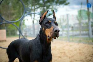 portrait de une dobermann. photo