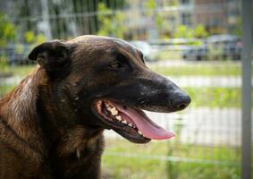 portrait de une Belge berger. photo