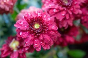 pluie gouttes sur une pleinement fleuri fleur photo