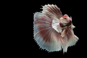 magnifique mouvement de rouge blanc betta poisson, Siamois combat poisson, betta splendens isolé sur noir Contexte. studio tir. photo