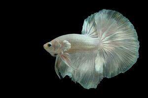 magnifique mouvement de blanc betta poisson, fantaisie demi Lune beta, le en mouvement moment magnifique de Siamois combat poisson, betta splendides, rythmique de betta poisson sur noir Contexte. photo