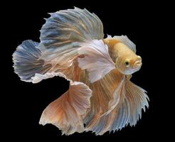 magnifique mouvement de Jaune betta poisson, Jaune Siamois combat poisson, betta splendens sur noir arrière-plan, studio tir. photo