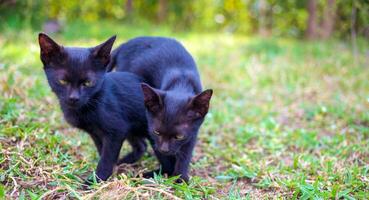 deux adorable noir chatons en jouant fonctionnement et ciselure chaque autre Heureusement ensemble.chatons dans le jardin photo