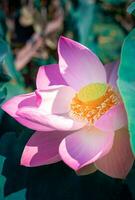 fermer magnifique Indien lotus fleur dans étang.rose gros lotus fleur Contexte lis flottant sur le l'eau. photo