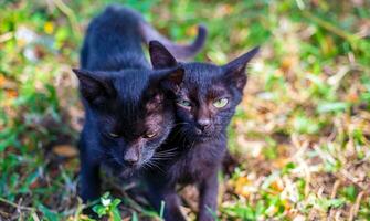 deux adorable noir chatons en jouant fonctionnement et ciselure chaque autre Heureusement ensemble.chatons dans le jardin photo