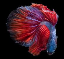 magnifique mouvement de bleu rouge betta poisson, Siamois combat poisson, betta splendens isolé sur noir Contexte. studio tir. photo