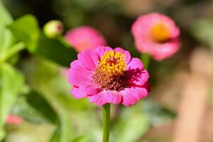 petites fleurs roses photo