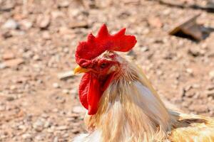 une coq tête photo