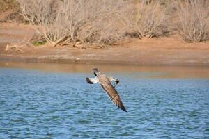 une sauvage oiseau photo