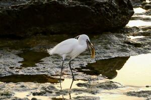 une blanc oiseau photo