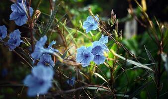 bleu Ruellia tuberosa fleur magnifique épanouissement fleur vert feuille Contexte. printemps croissance bleu fleurs et la nature vient vivant photo