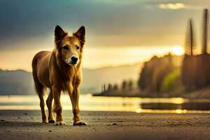 une chien permanent sur le plage à le coucher du soleil. généré par ai photo