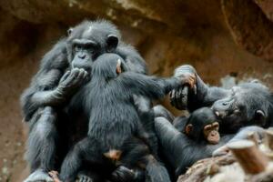 une famille de singes photo