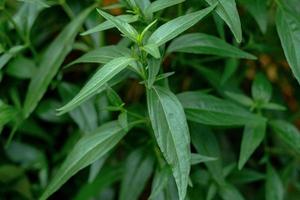 kariyat ou andrographis paniculata herbes médicinales thaïlandaises
