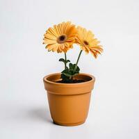 fleurs dans pot sur blanc Contexte ai génératif photo