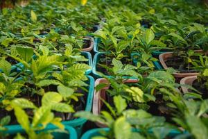 semis de cacaoyers en pépinière photo