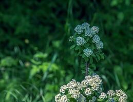 spiraea ferganensis ou reine des prés. fleurs vivement allumé dans printemps. photo