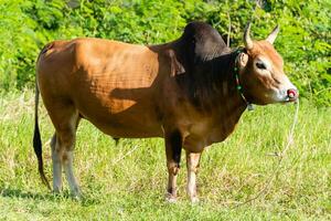 une marron vache permanent dans une champ avec une vert buisson dans le Contexte photo