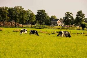 vaches pâturage dans une champ avec une maison dans le Contexte photo