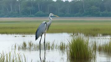 une majestueux solitaire héron sereinement permanent au milieu de le tranquille beauté de une marais oasis. ai généré photo