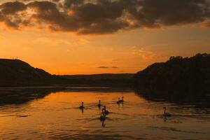 muet cygnes nager dans une Lac à le coucher du soleil. magnifique la nature Contexte. photo