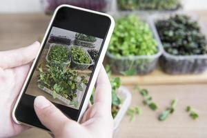 femme prend des photos de micro verts