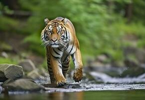 amour tigre en marchant dans le l'eau. dangereux animal. animal dans une vert forêt flux. génératif ai photo