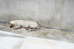 une gris sans abri égarer Jeune chien est en train de dormir sur le vieux ciment sol et vieux mur. une chien abandonné seule. photo