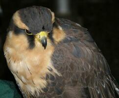 étourdissant proche en haut photo de une oiseau de proie