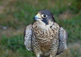 étourdissant faucon oiseau avec ses tête tourné photo