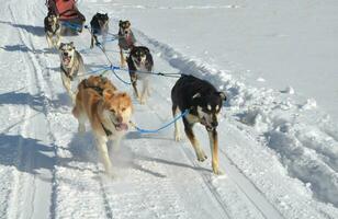 beau équipe de traîneau chiens travail dans unisson photo