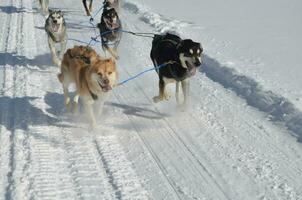 neige en volant en dessous de le pieds de traîneau chiens photo