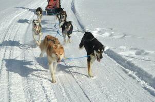 équipe de mushing traîneau chiens dans le neige photo