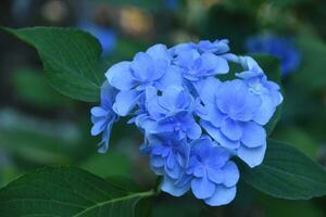 lumière bleu hortensia fleurs épanouissement et floraison photo