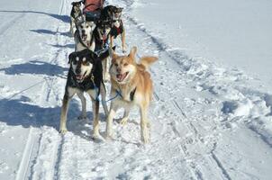 traîneau chien équipe excité après une courir dans le neige photo