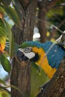bleu et or ara perroquet à la recherche pour une casse-croûte photo