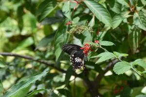 charmant pipevine machaon papillon dans une jardin photo