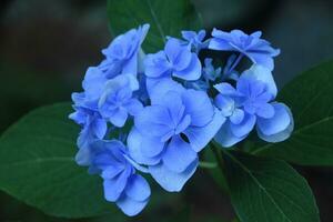 fantastique proche en haut Regardez à une lumière bleu hortensia photo