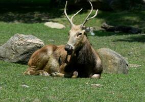 grand Masculin pères David cerf mastication sur herbe photo