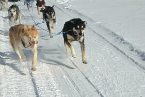 conduire traîneau chiens tirant une équipe dans le neige photo