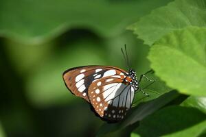 magnifique petit marron et blanc Pointé papillon photo