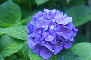 magnifique épanouissement et floraison bleu hortensia buisson photo