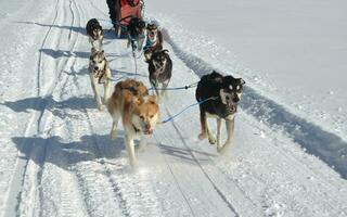 fantastique équipe de traîneau chiens dans le neige photo