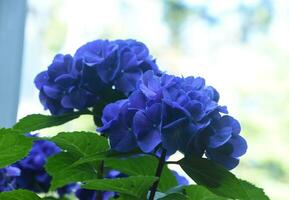 magnifique brillant bleu hortensia fleurs floraison sur une buisson photo